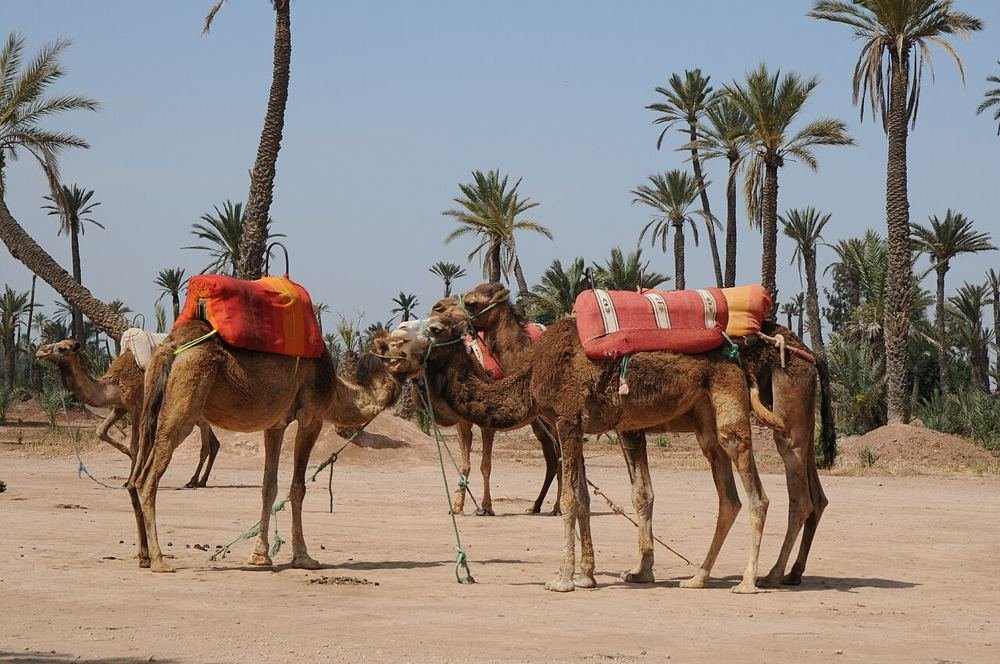 Balade à dos de dromadaire